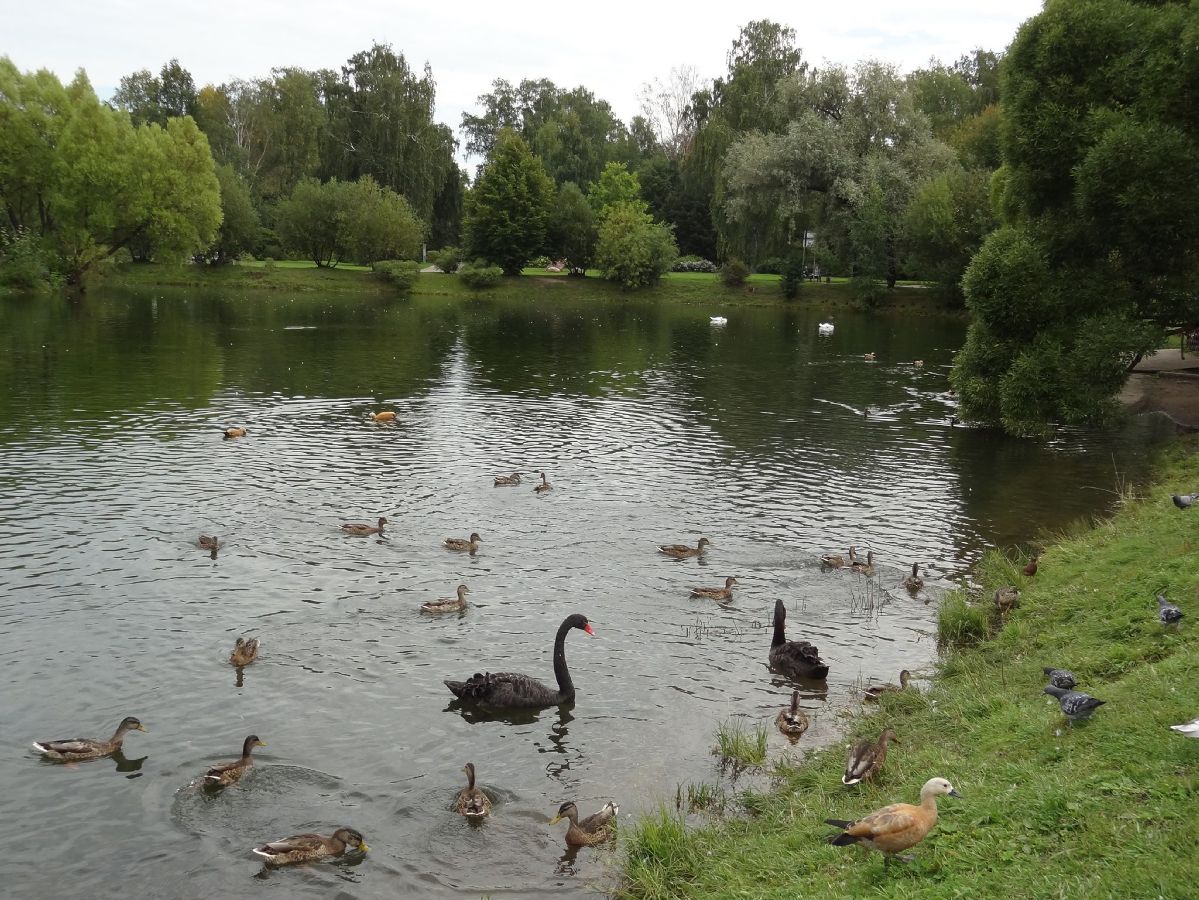 Ботанический сад им.Цицина (Москва), черные лебеди, утки