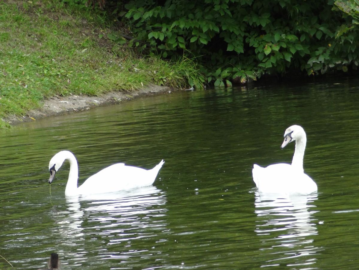 Ботанический сад им.Цицина (Москва), белые лебеди