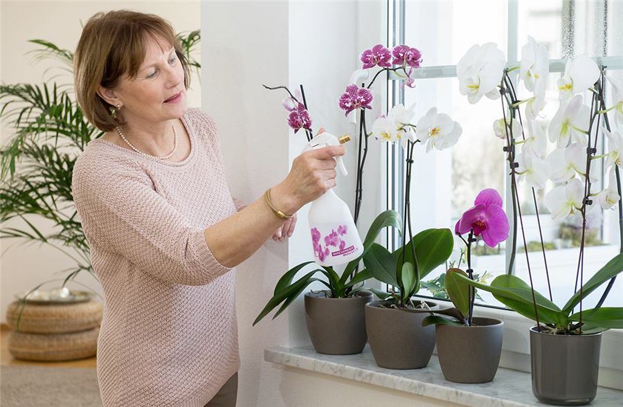 Орхидеи: Освещение и влажность