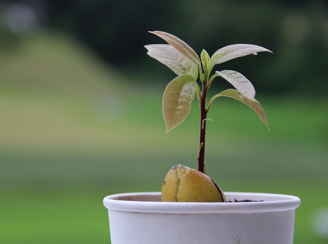 Как вырастить авокадо из косточки. Уход и выращивание в домашних условиях