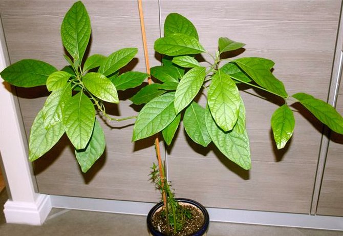 Как вырастить авокадо из косточки. Уход и выращивание в домашних условиях