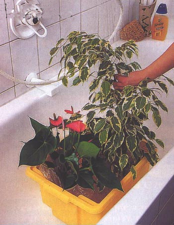 Чистота растений