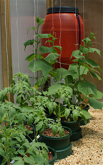 Как овощи вырастить в подвале