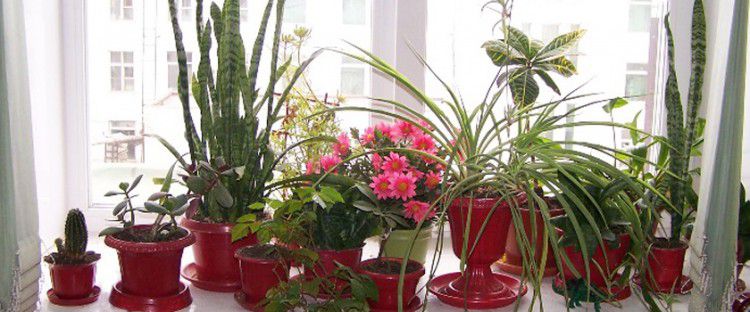ТОП-5 популярных комнатных растений, не требующих особого ухода