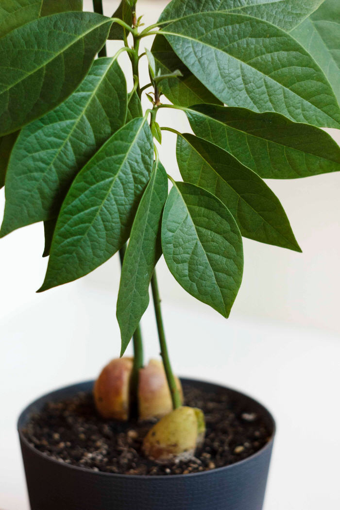 Авокадо (Persea americana)