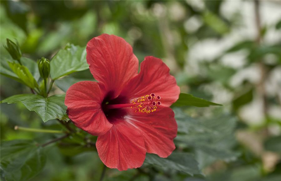 Гибискус, китайская роза (Hibiscus)