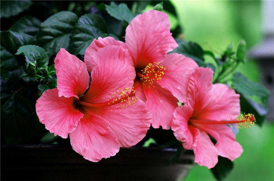 Гибискус, китайская роза (Hibiscus)