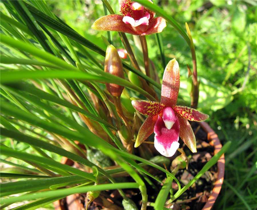 Максиллярия (Maxillaria)