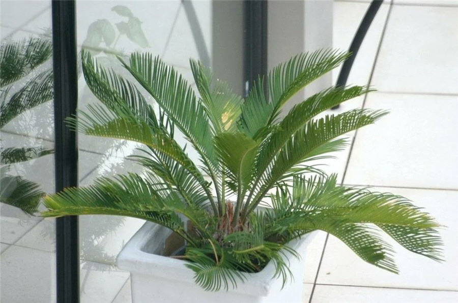 Кокосовая пальма (Kokos)
