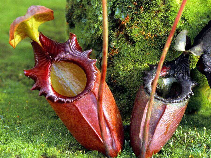 Непентес (Nepenthes)
