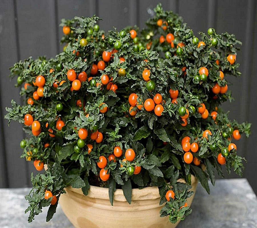 Паслен, соланум (Solanum)
