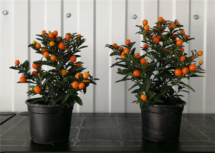 Паслен, соланум (Solanum)
