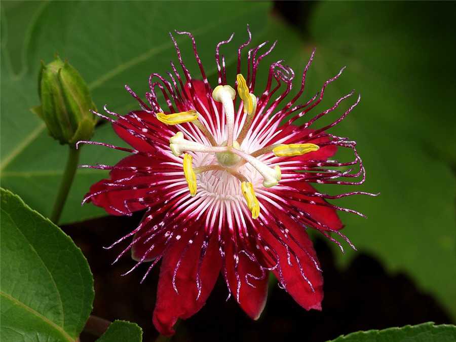 Пассифлора (Passiflora)