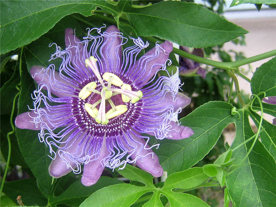 Пассифлора (Passiflora)