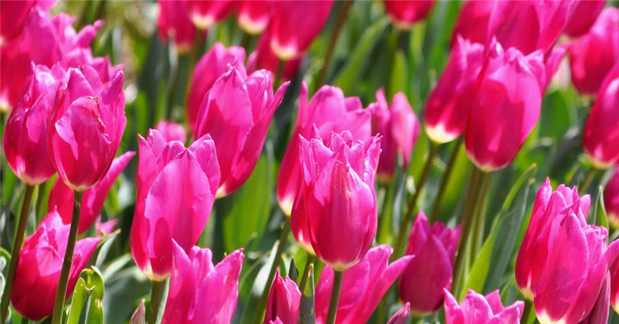 Тюльпан (Tulipa)