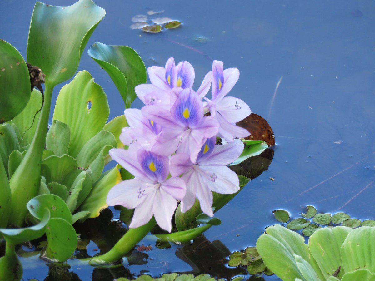 Эйхорния, водяной гиацинт (Eichhornia crassipes)