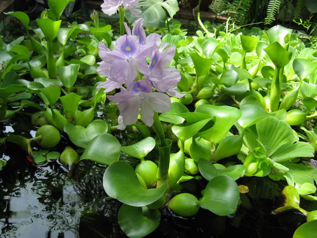 Эйхорния, водяной гиацинт (Eichhornia crassipes)