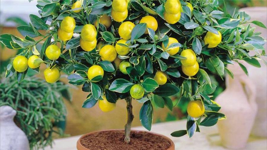 Комнатный лимон (Citrus limon)