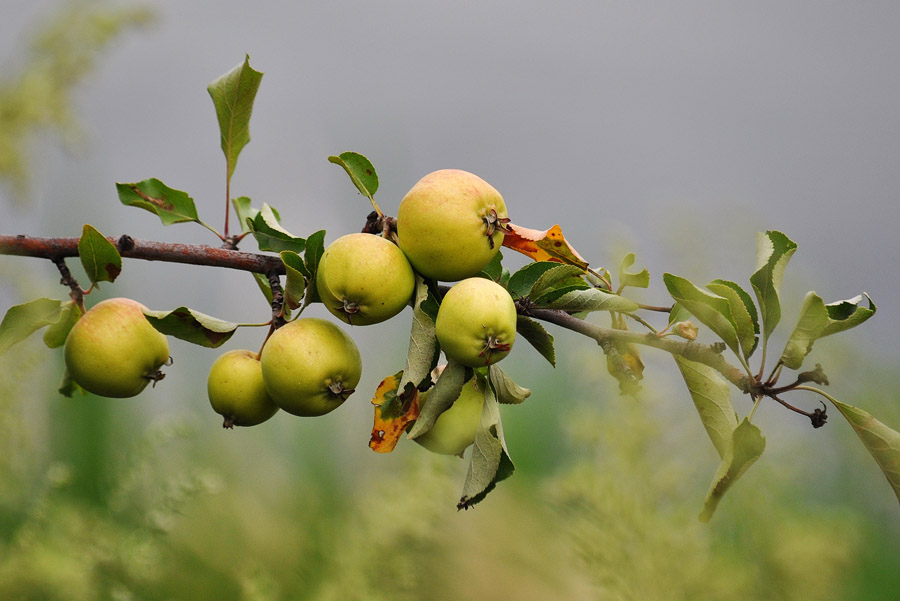 Яблоня лесная, яблоня дикая (Malus sylvestris)
